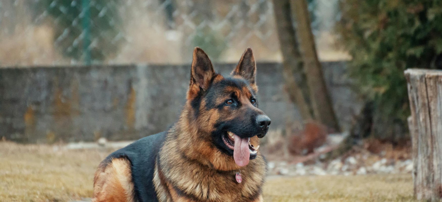 Dog Kennel Photo