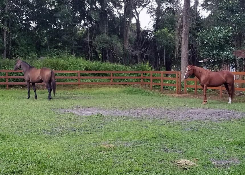 Horse Fence Different View